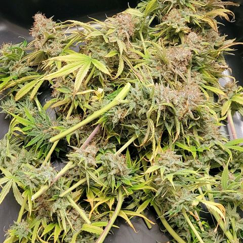 Cookies OG Kloni #2 growlog photo: Jetzt beginnt das Entlauben u Nass trimm mit ihr. Erste Schale