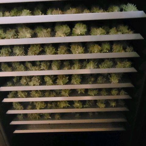 Cookies OG Kloni #2 growlog photo: Auch sie ist verladen im Dry Mode mit Klon 1 zusammen
