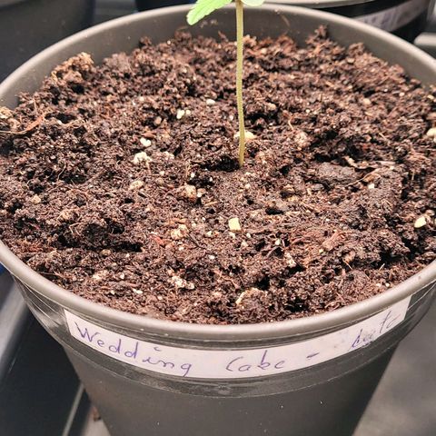 Torti growlog timeline photo