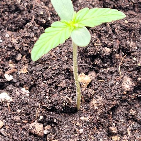 Torti growlog timeline photo