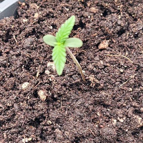 Mexican growlog timeline photo