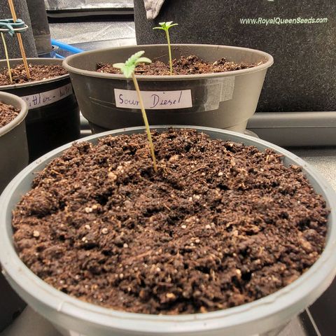 Mexican growlog timeline photo