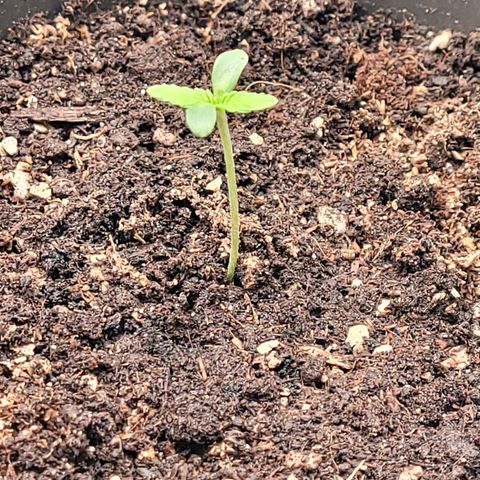 Diesel growlog timeline photo