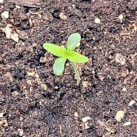 Diesel growlog timeline photo
