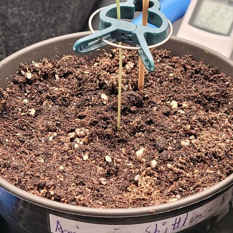 Amnesia S growlog timeline photo