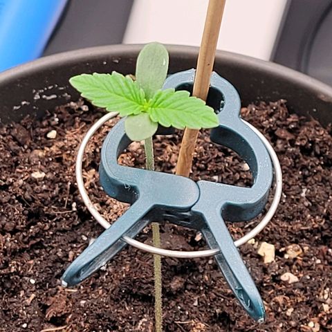 Amnesia S growlog timeline photo