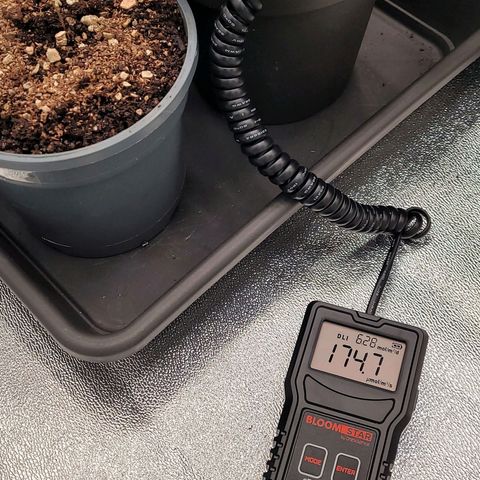 Kalini growlog photo: Erste Sämling Woche u dem näher ran der Lampen , Gestern u Dimmer auf 30 % sind sie nah dran an der Lichtintensität im oberen Bereich, was sein sollte 