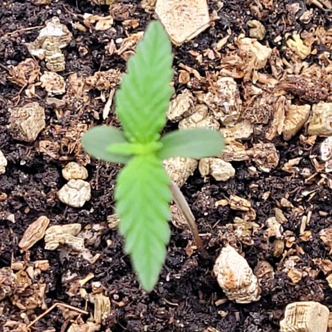 Mexican growlog timeline photo