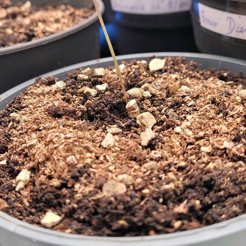 Mexican growlog timeline photo
