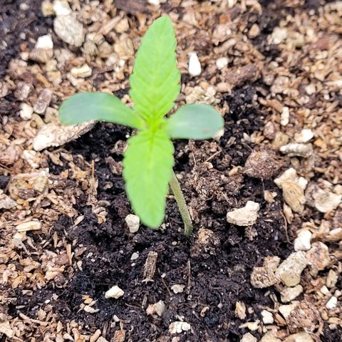 Diesel growlog timeline photo