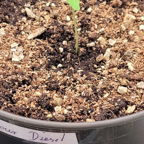 Diesel growlog timeline photo