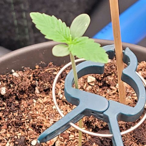 Amnesia S growlog timeline photo