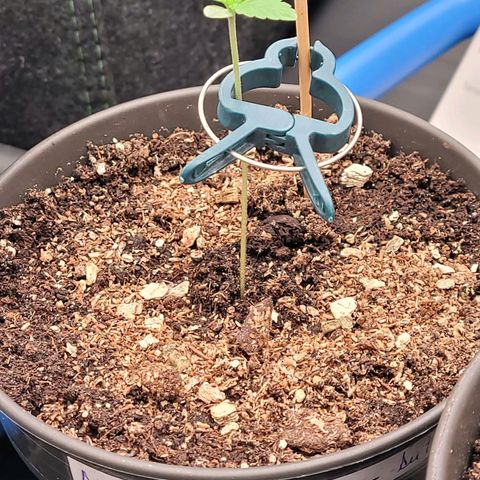 Amnesia S growlog timeline photo
