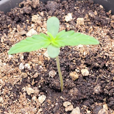 Torti growlog timeline photo