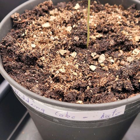 Torti growlog timeline photo