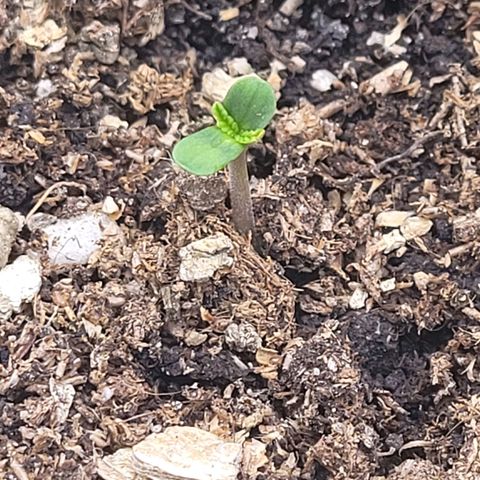 Kalini growlog photo: Oh die kommt mit einem strammen Unterschenkel