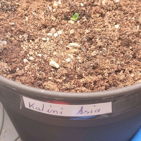 Kalini growlog photo: Oh die kommt mit einem strammen Unterschenkel