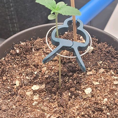 Amnesia S growlog timeline photo
