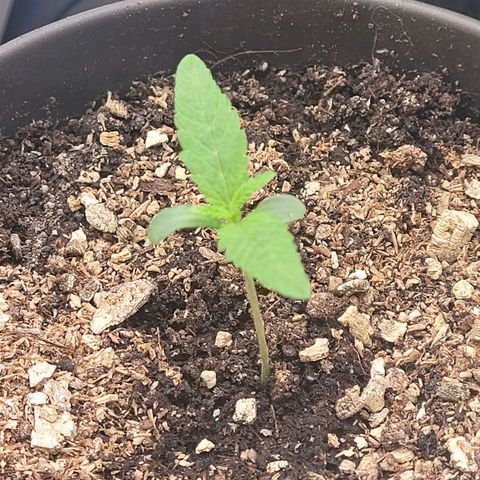Diesel growlog timeline photo
