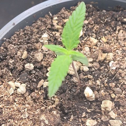 Mexican growlog timeline photo