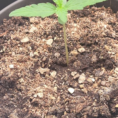 Torti growlog timeline photo