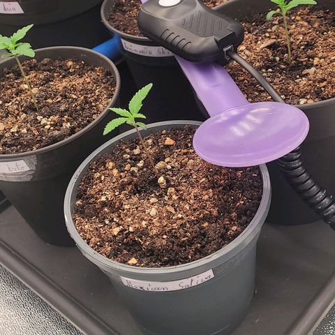 Kalini growlog photo: Mikromol Messung nach der Lampen an Näherung auf 100 cm  Abstand mit 30 % Dimmer.