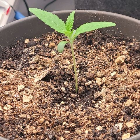 Diesel growlog photo: Tag 8 Sämling