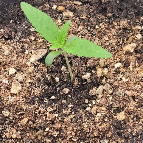 Diesel growlog photo: Tag 8 Sämling