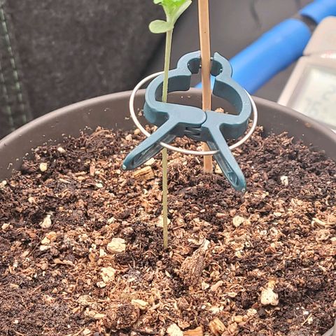 Amnesia S growlog photo: Tag 8 Sämling