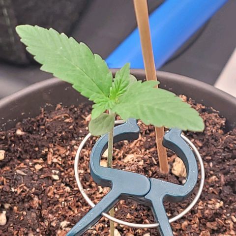 Amnesia S growlog photo: Tag 8 Sämling