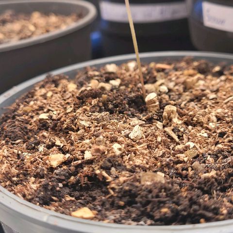 Mexican growlog photo: Tag 8 Sämling