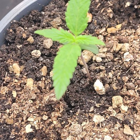 Mexican growlog photo: Tag 8 Sämling