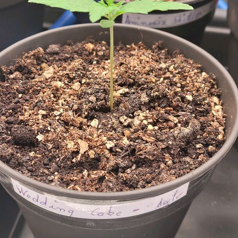 Torti growlog photo: Tag 8 Sämling