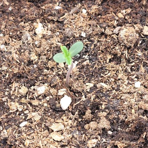 Kalini growlog photo: Tag 2 Sämling