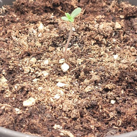 Kalini growlog photo: Tag 2 Sämling