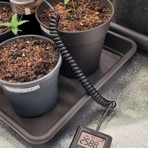 Kalini growlog photo: Nach der Lampen an Näherung u die Dimmer auf 35 %