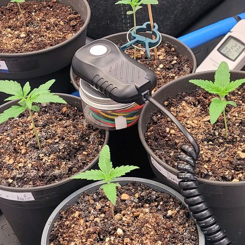 Kalini growlog photo: Das Messauge so ziemlich auf Blätterdach Höhe ausgerichtet