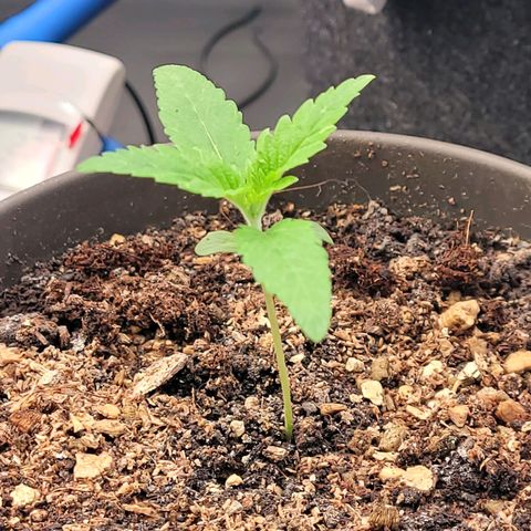 Diesel growlog photo: Sie saugt das Licht förmlich auf