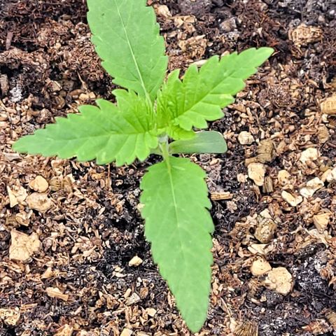 Diesel growlog photo: Sie saugt das Licht förmlich auf