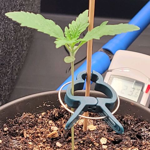 Amnesia S growlog photo: Die lange Dürre Dame