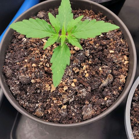 Torti growlog timeline photo
