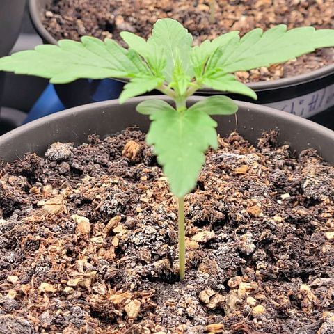 Torti growlog timeline photo