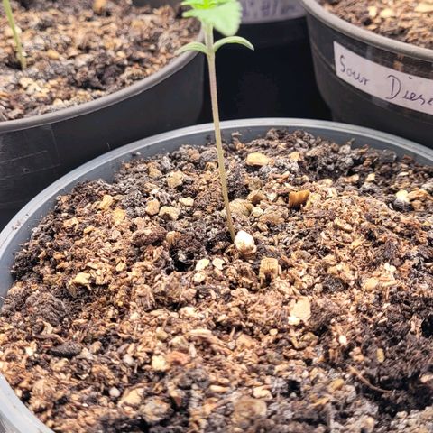 Mexican growlog timeline photo