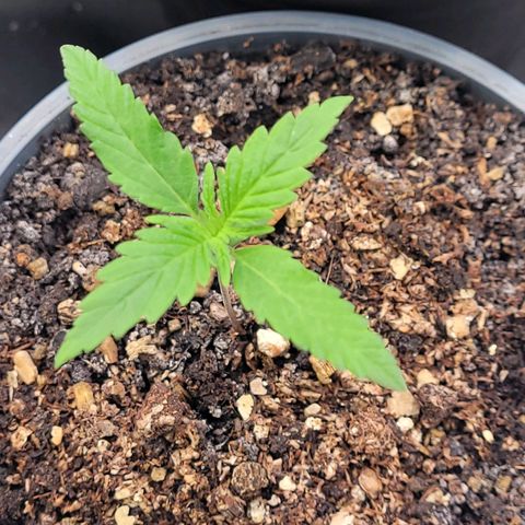 Mexican growlog timeline photo