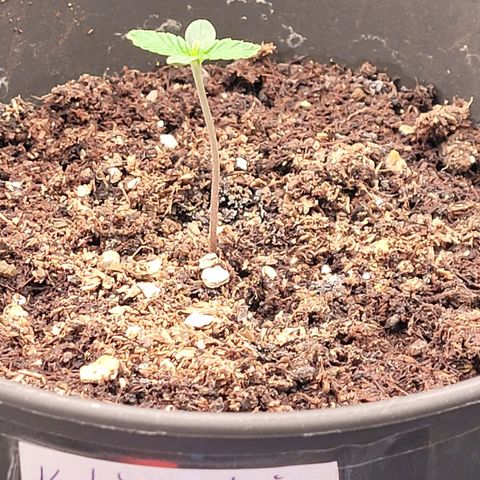 Kalini growlog timeline photo