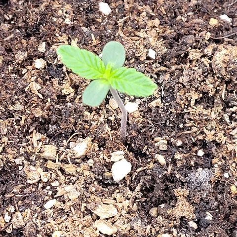 Kalini growlog timeline photo