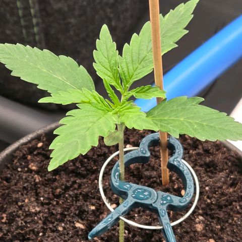 Amnesia S growlog timeline photo