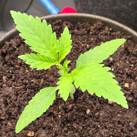 Diesel growlog timeline photo