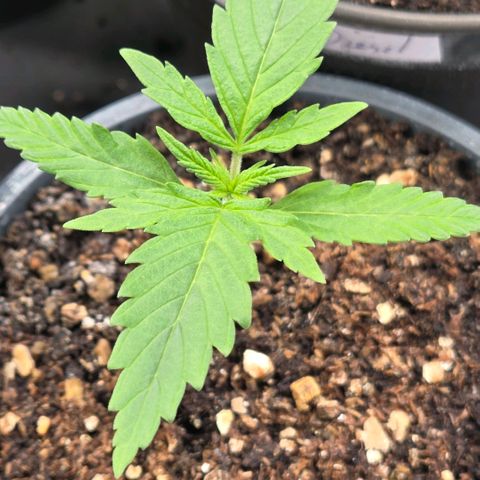 Mexican growlog timeline photo