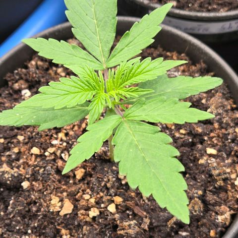 Torti growlog timeline photo